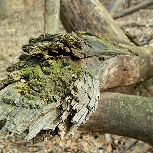 woods 2.JPG