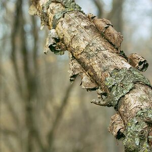 woods 3.JPG