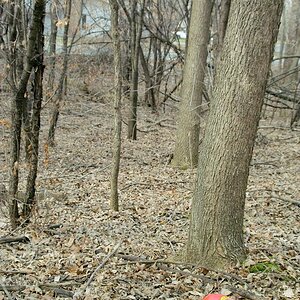 woods 4.JPG