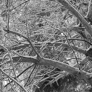 SDIM0656-bw-s.jpg
