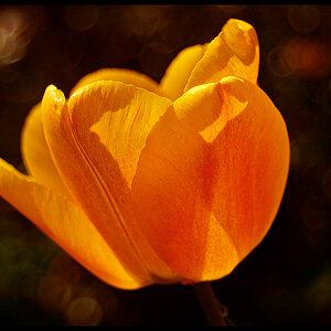 Tulip Shine Resize.jpg