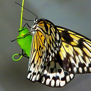 Sample 38.jpg