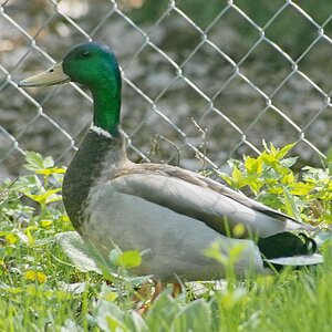 mr. duck.JPG