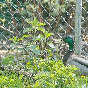 duck family.JPG
