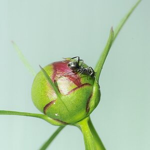 insect ant.JPG