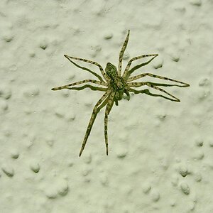 insect spider.JPG