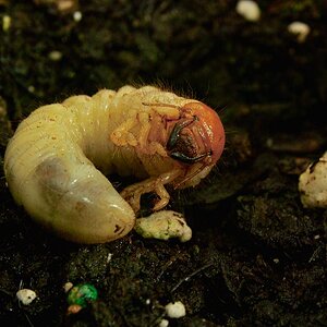 insect grub.JPG