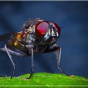 -REDeyedFLY-.jpg