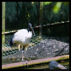 2009-07-03_Thoiry_Bird1.jpg