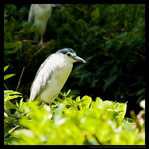 2009-07-03_thoiry_Bird2.jpg