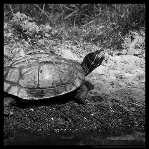2009-07-03_thoiry_pompous_turtle.jpg