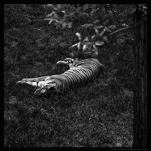 2009-07-05_tiger-resting2.jpg