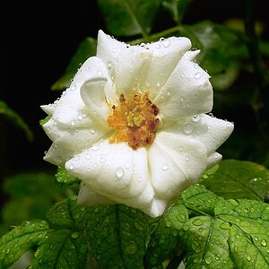 rainflower.jpg