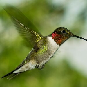 hummer-100crop.jpg