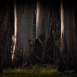 Parkland Trees.jpg