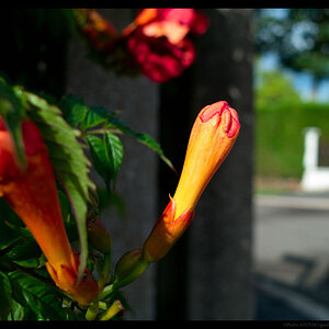 2009-07-25_Flower2-reduced.jpg
