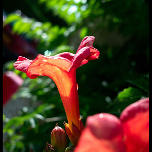 2009-07-25_Flower1-reduced.jpg