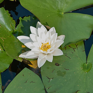 SDIM2407-800.jpg