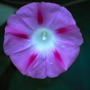 IMG02423_1.JPG