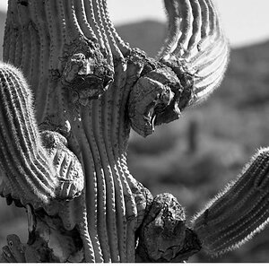 JDH-cactus.jpg