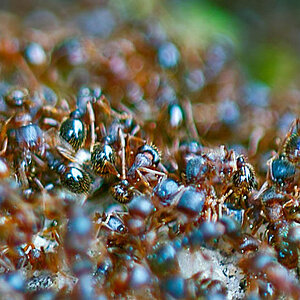 ants-O.jpg