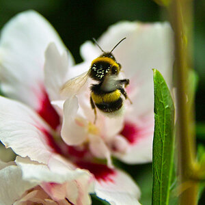 SDIM6287-gimp-sf-.jpg