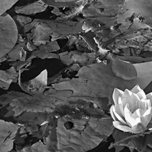 lotus bloom.jpg