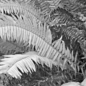 fronds.jpg