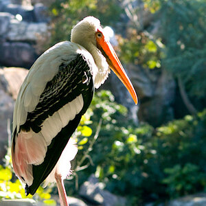 Bird-1.jpg