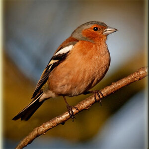 chaffinch(4)ms.jpg
