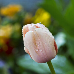 TulipDrops1.jpg