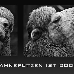 ZÃ¤hneputzen - Collage.jpg