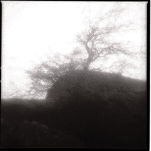 Carlingford,Tree-ZP3.jpg
