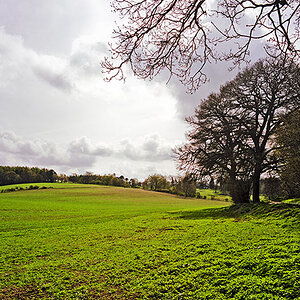 Field-43-s.jpg