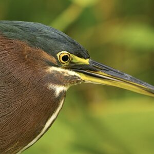 Green Heron 2.jpg
