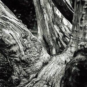 Hassy old tree B&W.jpg