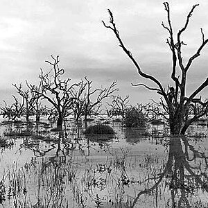 B&W-dead-trees-6x6-8.jpg