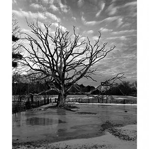 the-brockton-tree-A_04425_prv.jpg