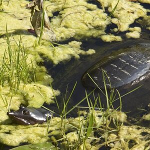 Florida Softshell Turtle.jpg