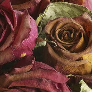 Dried rose 1.jpg