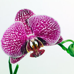 Macro-01.jpg