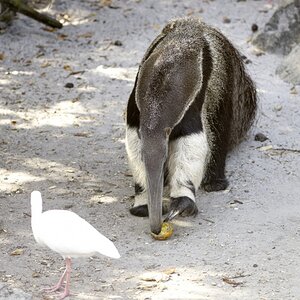 Giant Anteater with orange.jpg