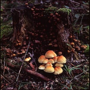 Mushrooms 120mm Macro.jpg