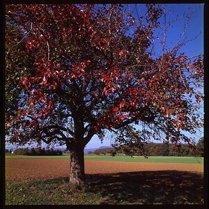 Red Tree 40mm.jpg