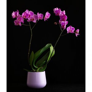 hassi ophrys 1.jpg