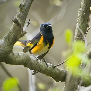 NIK_1871 final large cropped.jpg