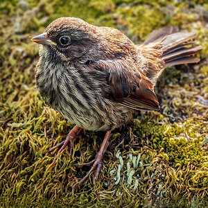 Song Sparrow.jpg