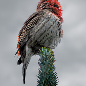 House Finch sings.jpg