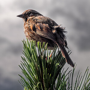 Song Sparrow.jpg