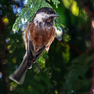 Chestnut-backed Chickadee.jpg